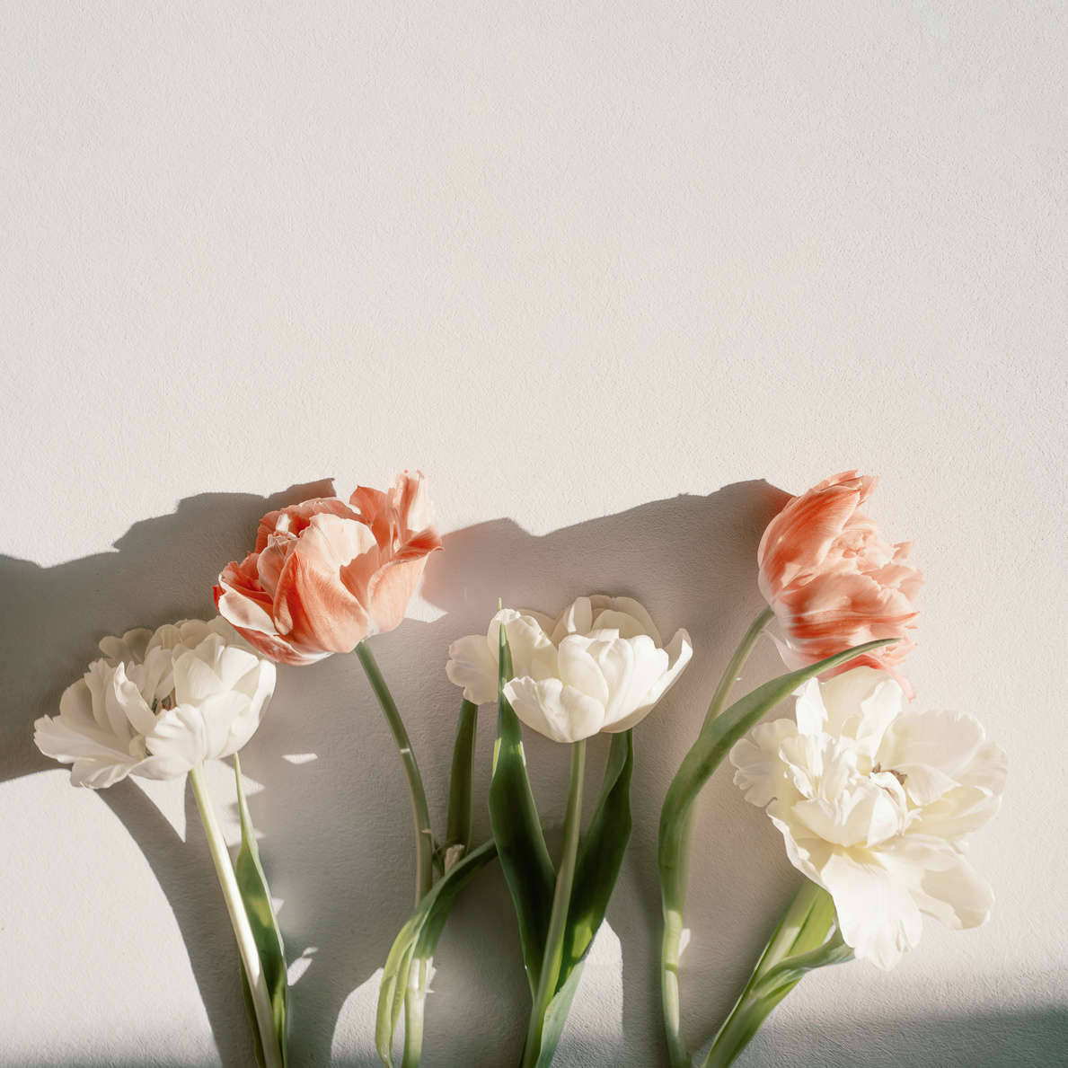 Aesthetic flower flatlay in sunlight, minimal beige background, copy space